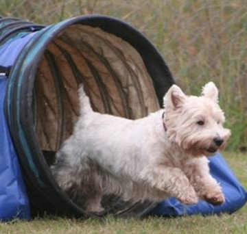Вест терьер (West Highland White Terrier)